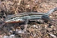 Belding's Orange-throated Whiptail