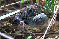 Canadian toad