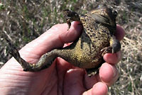 Canadian toad