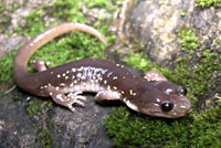 Arboreal Salamander