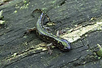 Spotted Salamander