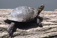 Pacific Pond Turtle