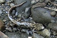 Wandering Salamander