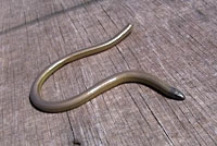 California Legless Lizard