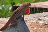 Brown Anole