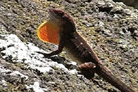 Brown Anole