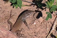 Plateau Tiger Whiptail