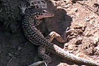 California Whiptail