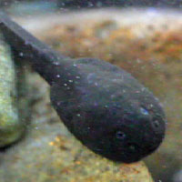 Coastal Tailed Frog tadpole