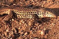 Coastal Whiptail