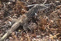 Great Basin Whiptail