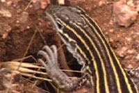 plateau striped whiptail