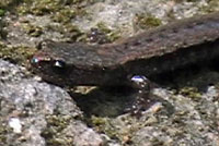 Greenhorn Mountains Slender Salamander