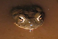 sonoran desert toad 