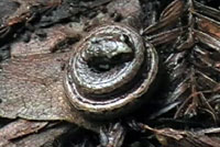 California Slender Salamander 