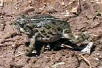 california toad