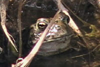 california toad