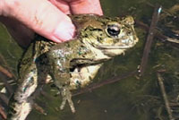 california toad