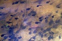 california toad tadpoles