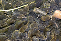 california toad tadpoles