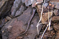 Fairview Slender Salamander