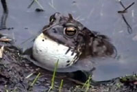 Yosemite Toad