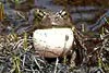 Yosemite Toad