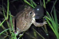 Great Plains Toad