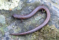 Hell Hollow Slender Salamander