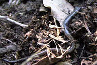 San Gabriel Mountains Slender Salamander