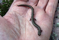 Gabilan Mountains Slender Salamander