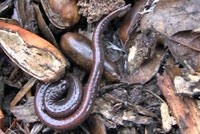 Santa Lucia Mountains Slender Salamander