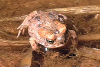 Arizona Toad