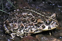 Amargosa Toad