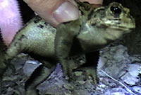 Amargosa Toad