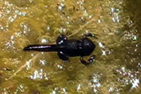 Red-spotted Toad tadpole