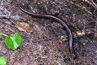 Kings River Slender Salamander