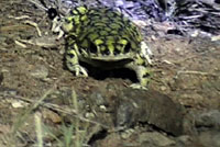 Sonoran Green Toad