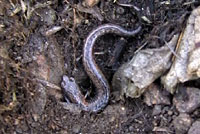 Kern Canyon Slender Salamander