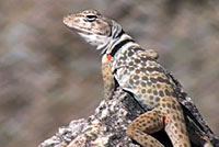 Great Basin Collared Lizard