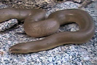 Northern Rubber Boa