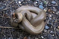 Northern Rubber Boa