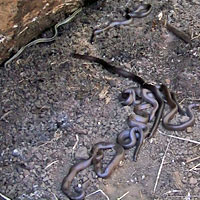 Northern Rubber Boas