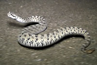 rattlesnake