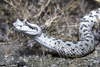 Mohave Desert Sidewinder 