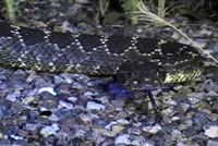 Arizona Black Rattlesnake