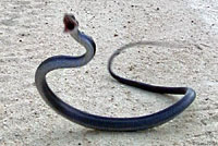 Northern Watersnake