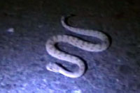 Colorado Desert Sidewinder