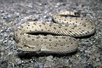 Colorado Desert Sidewinder