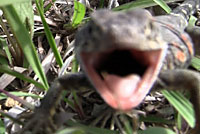 Eastern Collared Lizard